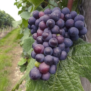 Catawba Grape Vine – Bare Root Live Plants, 2-Year-Old – American Variety for Wine, Juice & Eating – From Hand Picked Nursery