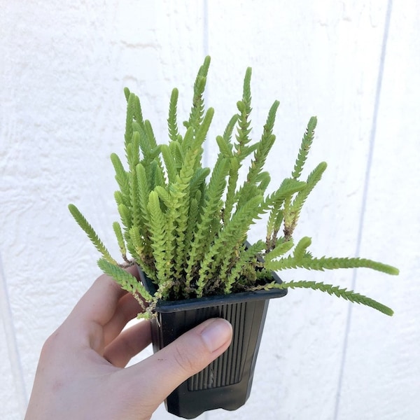 Watch Chain (Crassula Muscosa)