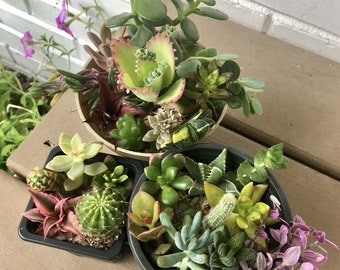 May include: Three succulent plants in different pots. The top pot is brown and contains a variety of succulents, including a jade plant. The middle pot is black and contains a variety of succulents, including a cactus. The bottom pot is black and contains a variety of succulents, including a purple succulent.