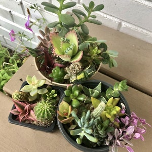 Succulent and Cacti Cuttings -Assorted Varieties -Colorful Indoor Décor Live Succulent Plant Clippings- FREE Shipping! - Hand Picked Nursery