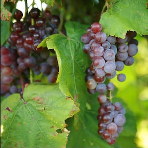 SWENSON RED Grape Vine - 1 Bare Root Live Plant - Buy 4 Get 1 Free! - PREORDER April shipping!