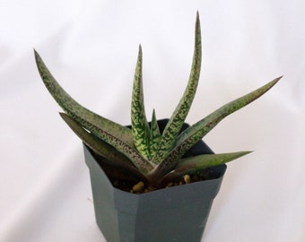 Lawyer's Tongue (Bredasdorp Gasteria)