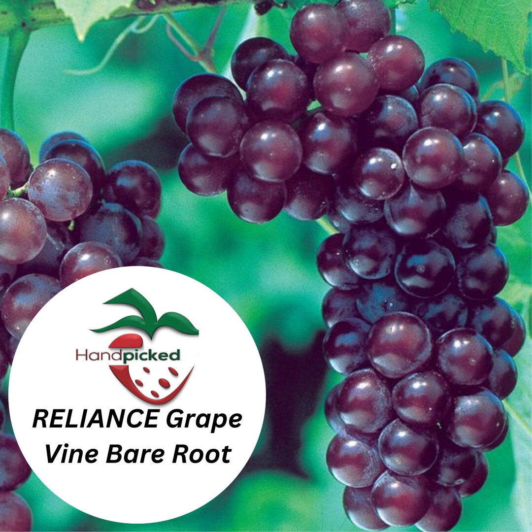2 RELIANCE Seedless Grape Vine 2 Bare Root Live Plant Etsy