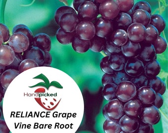 RELIANCE Seedless Grape Vine - 1 Bare Root Live Plant ***PREORDER ship in April