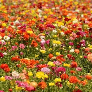 May include: A field of colorful flowers in bloom. The flowers are a mix of red, orange, yellow, pink, and white. The flowers are growing in a field of green grass.