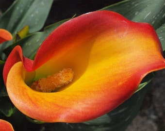 Calla Lily 'Flame' - 3 Bulb/Rhizome - Buy 3 Get 1 Free