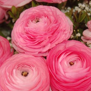 25 Ranunculus Pink Shade Bulbs - Buy 5 Get 1 free