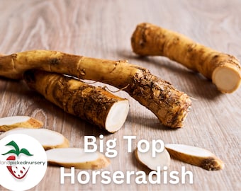 25 Big Top Horseradish Root - Buy 4 Get 1 FREE