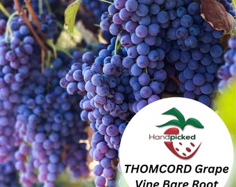 THOMCORD Seedless Grape Vine - 1 Bare Root Live Plant ***PREORDER ship in April