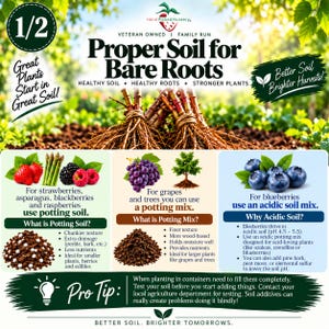 May include: An educational infographic titled Proper Soil for Bare Roots featuring text, illustrations of bare root plants, strawberries, asparagus, blackberries, raspberries, grapes, a tree, and blueberries, with detailed soil advice and a pro tip.