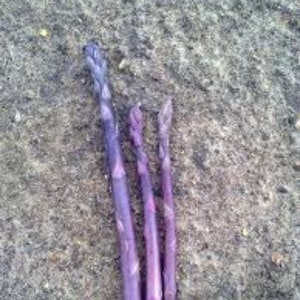 5 Passion Purple organic asparagus 2yr crowns image 1