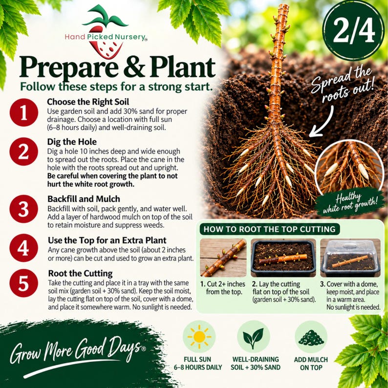 May include: An instructional graphic titled Prepare & Plant by Hand Picked Nursery. It features a brown plant cane with white roots in soil, numbered steps 1-5, and a section on how to root a top cutting using a tray and a clear plastic dome cover.