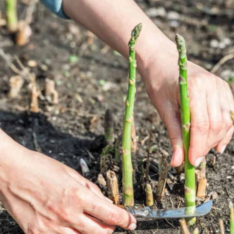 Hand Picked Nursery Millennium Asparagus Plants - Thumbnail 5
