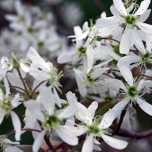 Allegheny Serviceberry Trees (2-Pack) – Amelanchier Canadensis | 2-3 Ft Bare Root | Chemical-Free | Hardy Native Fruit Tree | PRESALE ORDER