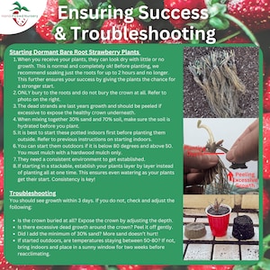 ensuring good strawberry bareroots