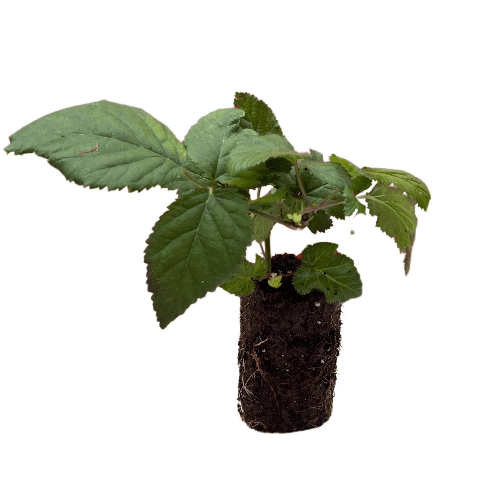 Jewel Black Raspberry Plants – Bare Root, 1-year-old – Early Season ...
