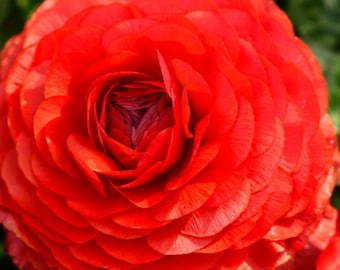 25 Ranunculus Orange Shade Bulbs - Buy 4 Get 1 Free