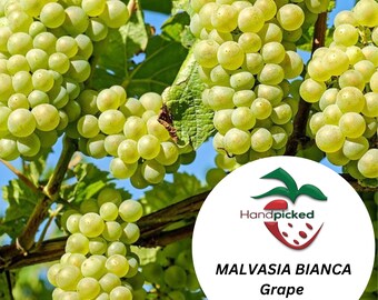 MALVASIA BIANCA Grape Vine - 1 Bare Root Live Plant ***PREORDER ship in April