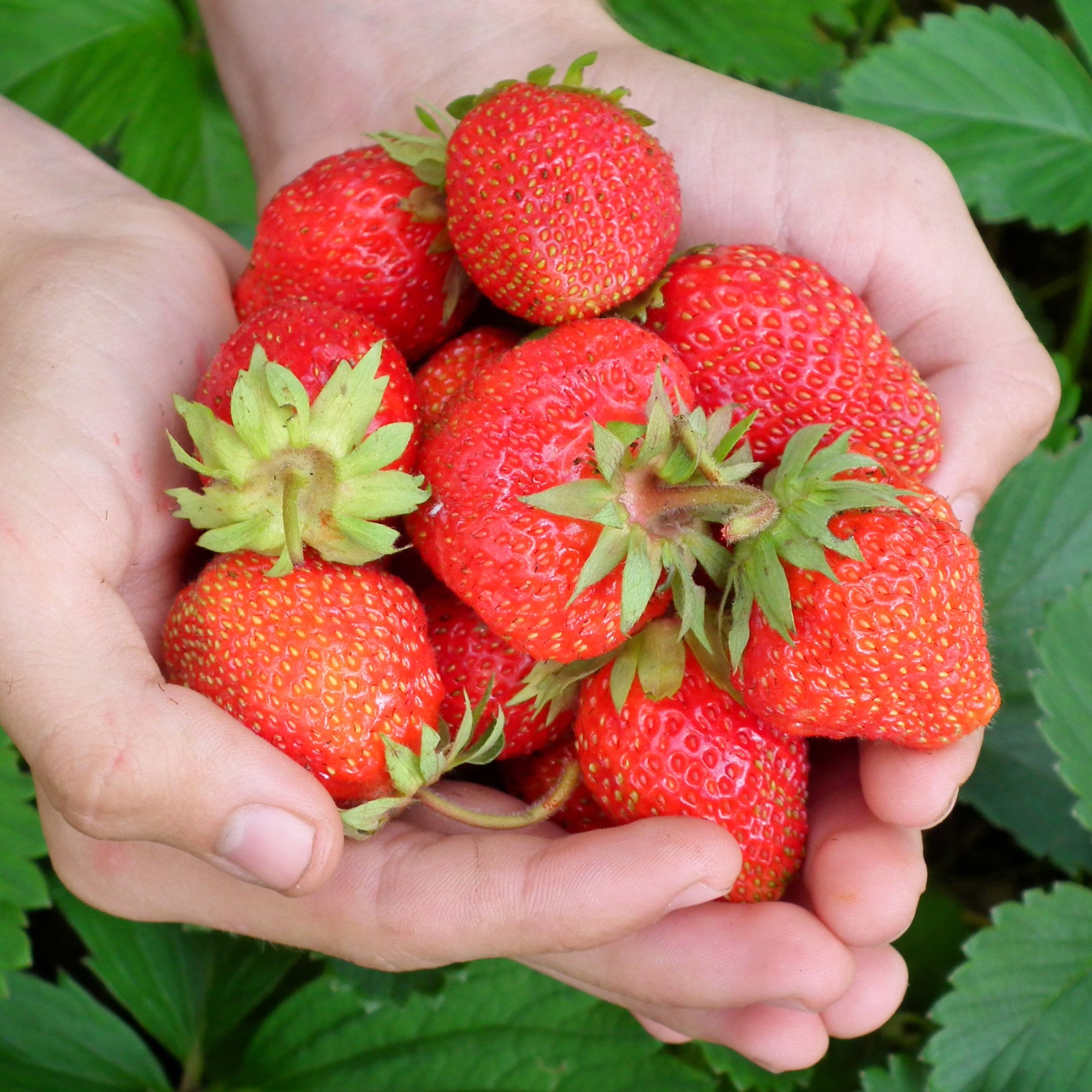 5 Evie 2 Everbearing Strawberry Plants – Bare Root High Yield Day ...