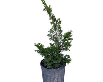 Dwarf Hinoki Falsecypress - Chamaecyparis Obtusa 'Nana Gracilis' - 1 Gallon Potted Plant - Live Plant from Hand Picked Nursery