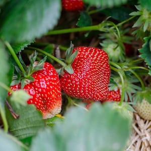 50 Strawberry Plants Ozark Beauty, Ever-Bearing Strawberry Plants - Bare Root Strawberries - Buy 4 sets Get 5th Set Free! FREE SHIPPING!
