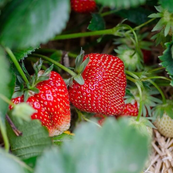 50 Ozark Beauty Strawberry Plants – Bare Root Everbearing Plants – Sweet Red Strawberries – Easy to Grow, Cold Hardy – Hand Picked Nursery