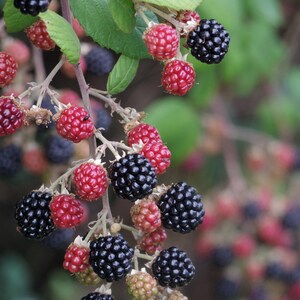 Plantas de zarzamora Natchez - Variedad de zarzamora temprana sin espinas - Bayas dulces gigantes - De vivero seleccionado a mano imagen 6