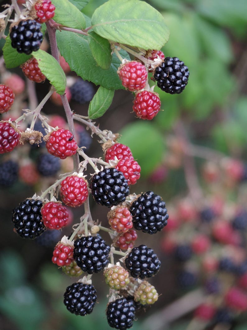 Plantas de zarzamora Natchez - Variedad de zarzamora temprana sin espinas - Bayas dulces gigantes - De vivero seleccionado a mano imagen 6