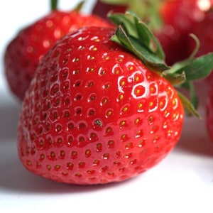 25 Strawberry Plants Jewel - June Bearing Strawberry Plants - Jewel Strawberry Plants - Strawberries - 4 Sets Get 5th Free! FREE SHIPPING!