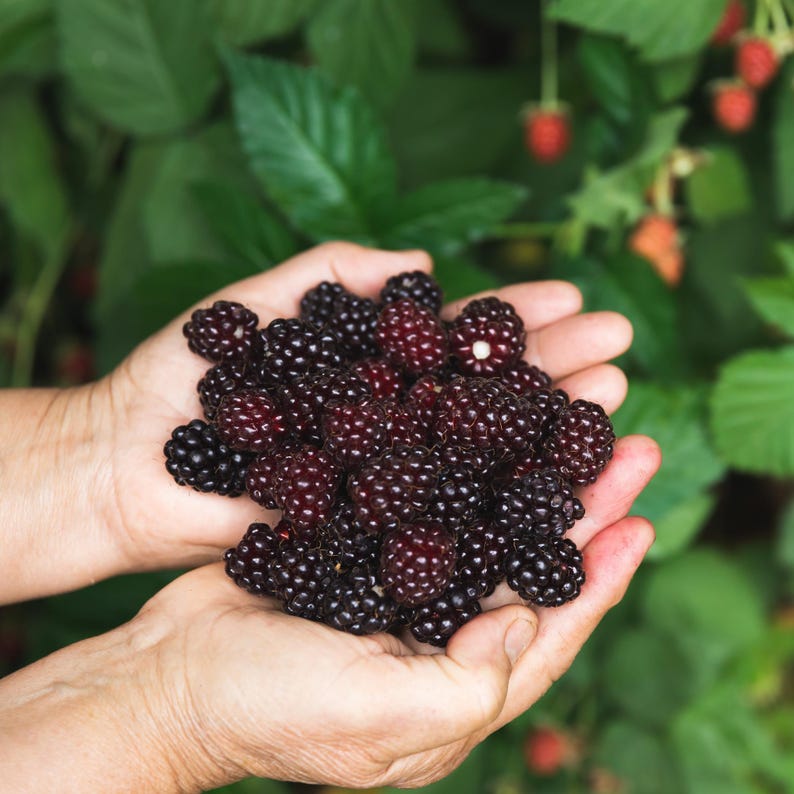 blackberry harvest