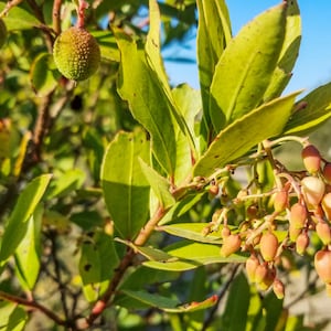 1  Strawberry Bush - Euonymus americanus