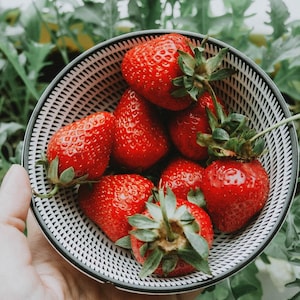 May include: A bowl filled with fresh, ripe strawberries. The strawberries are a vibrant red color with green stems and leaves. The bowl has a black and white geometric pattern. The background is blurred green foliage.