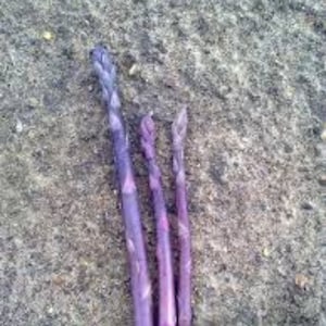 10 Purple Passion asparagus 2yr crowns  BUY 4 GET 1 FREE. Fall Planting Vegetable