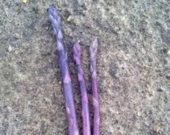 10 Purple Passion asparagus 2yr crowns  BUY 4 GET 1 FREE. Fall Planting Vegetable