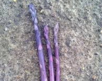 50 Purple Passion organic asparagus 2yr crowns-BUY 4 GET 1 FREE