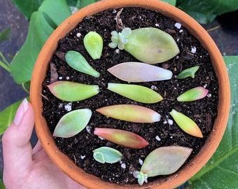 25 Succulent Leaves for Propagating -Assorted Varieties-Colorful Indoor Décor Live Succulent Plant Leaves from Hand Picked Nursery