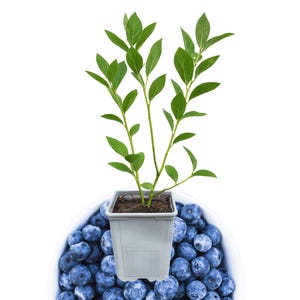 1 Bluecrop Northern Highbush Blueberry, 1 Liter PottedSIZED PLANT Ship Bare Root 10&quot; to 12&quot; in size!