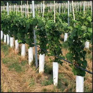 1 CATAWBA Grape Vine - 2  year old Bare Root Live Plant - PREORDER April shipping!