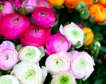 Ranunculus Mixed variety  - Buy 5 sets Get 1 set Free