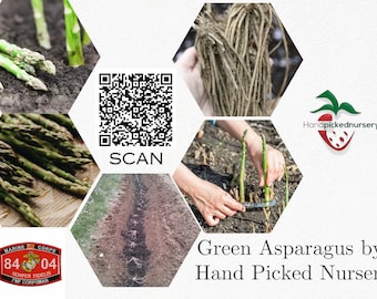 Peut inclure: Un collage montrant des asperges vertes dans la terre, un faisceau de racines brunes et un rang de jardin. Inclut un code QR avec le texte SCAN, un emblème Marine Corps 8404 FMF Corpsman et le texte Green Asparagus by Hand Picked Nursery.