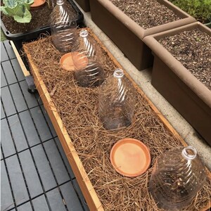 May include: A rectangular wooden planter box filled with brown pine needles, featuring four clear plastic bottle cloches with spiral ridges and small ventilation holes, alongside two round terracotta saucers placed on the soil surface.