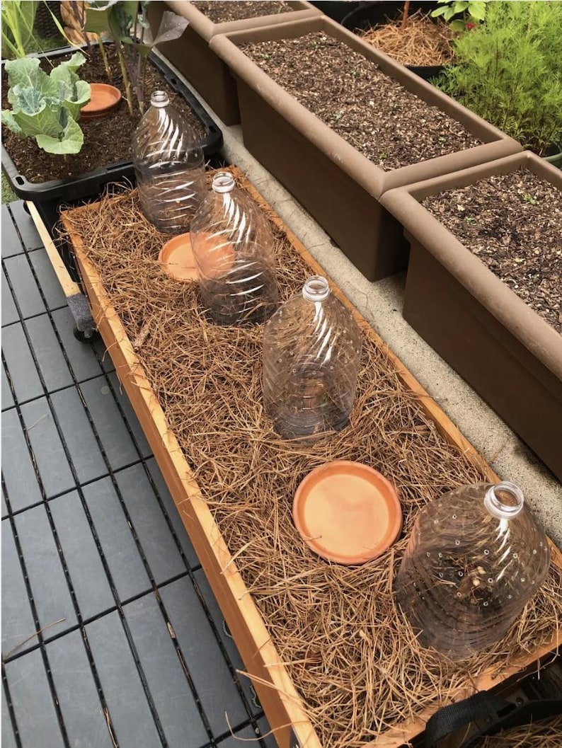 May include: A rectangular wooden planter box filled with brown pine needles, featuring four clear plastic bottle cloches with spiral ridges and small ventilation holes, alongside two round terracotta saucers placed on the soil surface.