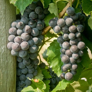 Everest Grape Vine – 1 Bare Root Live Plant – Sweet Deep Purple Wine & Table Grape – From Hand Picked Nursery
