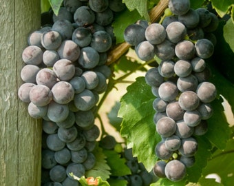 May include: Two bunches of dark purple grapes hanging from a vine with green leaves.