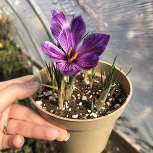 10 Saffron Crocus Bulbs (Crocus Sativus) - Large Bulbs, 9/10cm Each!