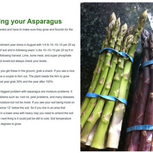 5 Passion Purple organic asparagus 2yr crowns image 6