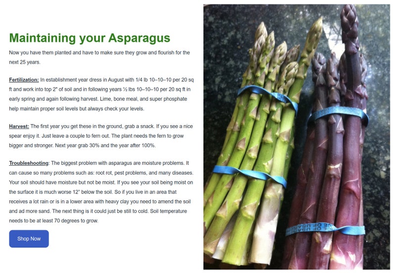 5 Passion Purple organic asparagus 2yr crowns image 6