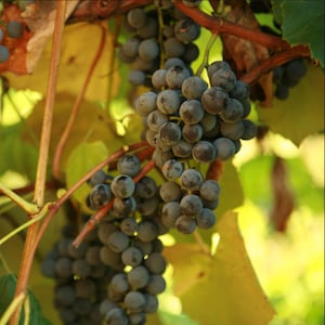 CONCORD Seedless Grape Vine - 1 Bare Root Live Plant - PREORDER April shipping!