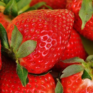 Puede incluir: Un grupo de fresas frescas y maduras con piel roja vibrante y pequeñas semillas amarillas incrustadas. Cada fresa presenta un cáliz frondoso de color verde brillante en la parte superior, con superficies de aspecto brillante y texturizado.