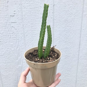 Hylocereus Undatus Dragon Fruit Cactus 4.5 inch Potted Succulent Hand Picked Nursery image 1